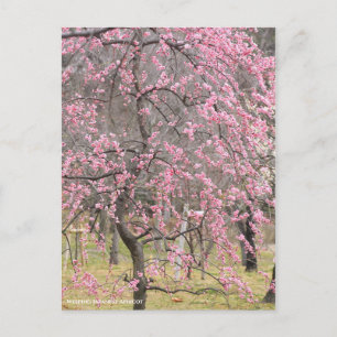 Postal Apricot japonés que llora [postal]