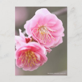 Postal Apricot japonés que llora [postal]