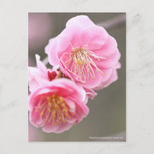 Postal Apricot japonés que llora [postal]