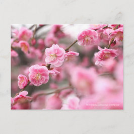 Postal Apricot japonés que llora [postal]