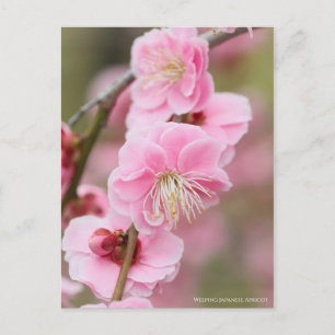 Postal Apricot japonés que llora [postal]