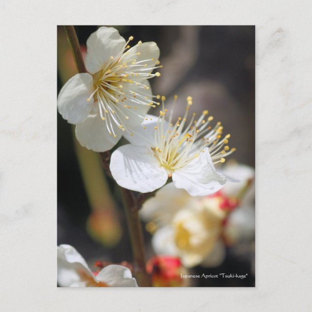 Postal Apricot japonés "Tsuki-kage" [Postal] (Anverso)