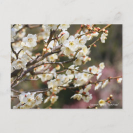 Postal Apricot japonés "Tsuki-kage" [Postal]