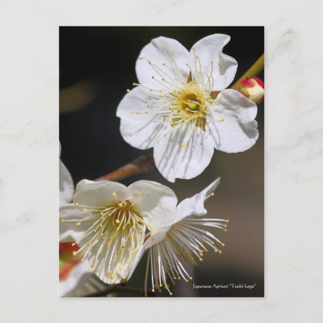 Postal Apricot japonés "Tsuki-kage" [Postal] (Anverso)