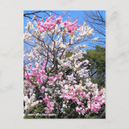 Postal Apricot Japonés (Ume: Genpei floreciendo) [Postcar