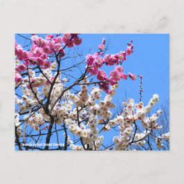 Postal Apricot Japonés (Ume: Genpei floreciendo) [Postcar
