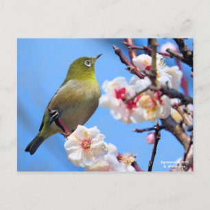 Postal Apricot japonés y ojo blanco [postal]