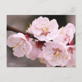Postal Apricot:Postcard