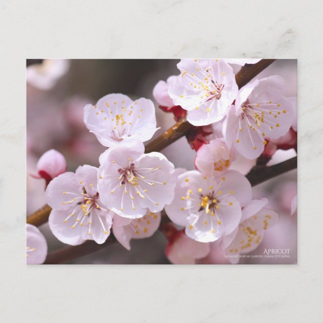 Postal Apricot:Postcard (Anverso)