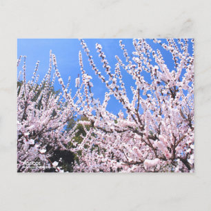 Postal Apricot:Postcard