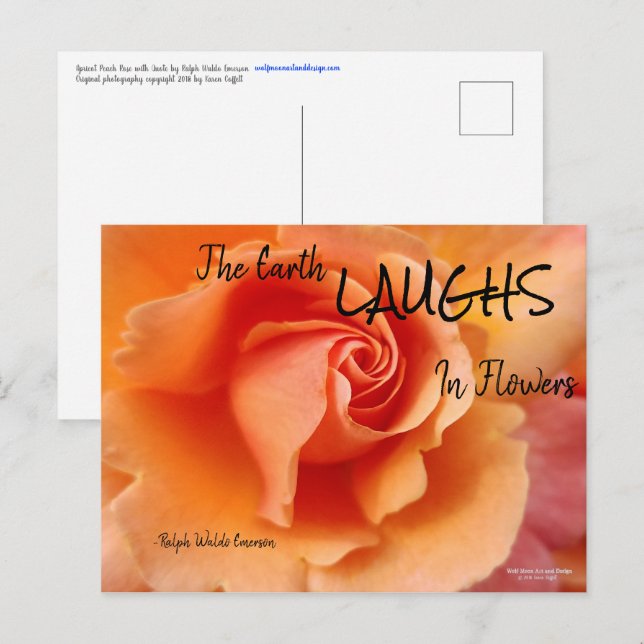 Postal Apricot Rosa Flower Close Photo (Anverso / Reverso)