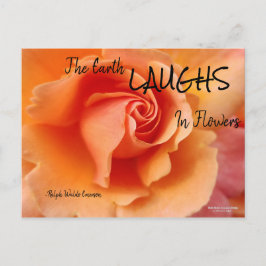 Postal Apricot Rosa Flower Close Photo