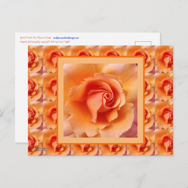 Postal Apricot Rosa Flower Close Photo (Anverso / Reverso)