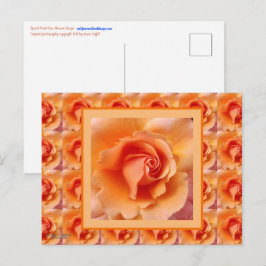 Postal Apricot Rosa Flower Close Photo