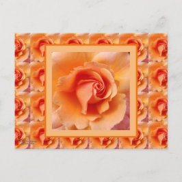 Postal Apricot Rosa Flower Close Photo