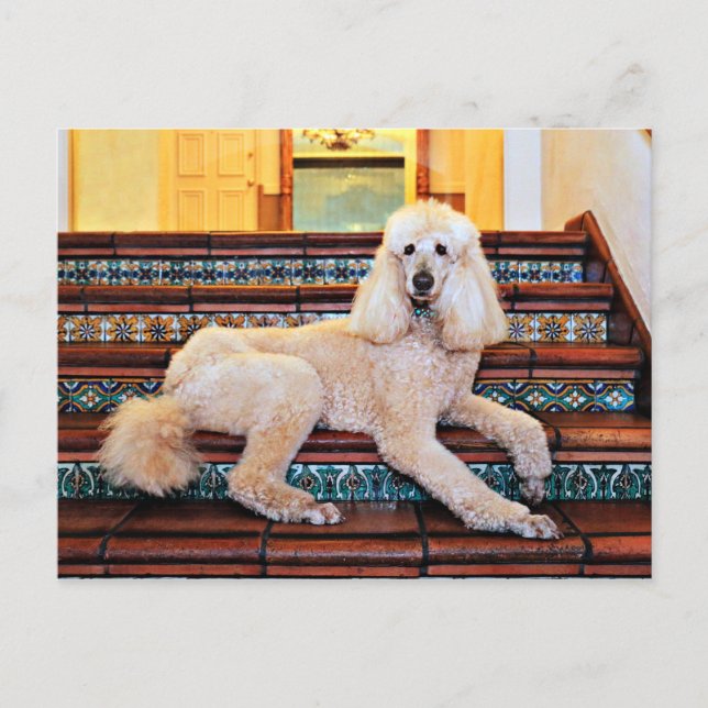 Postal Apricot Standard Poodle - Bocelli (Anverso)