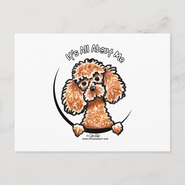Postal Apricot Toy Miniatura Poodle IAAM (Anverso)