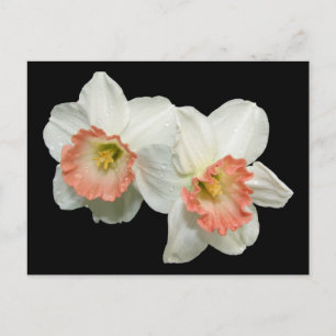 Postal Apricot/White Jonquils/Daffodils