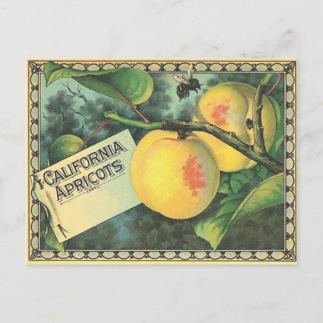 Postal Apricots de California (Anverso)