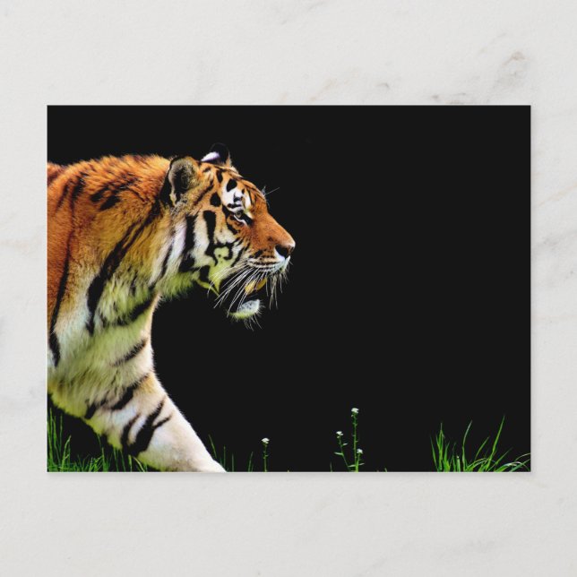 Postal Aproximación de tigres - Arte de animales salvajes (Anverso)