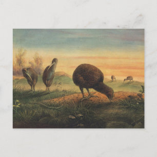 Postal Apterix de Mantell por Joseph Wolf