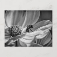 Apuesta en Flor Cosmo - Postcard