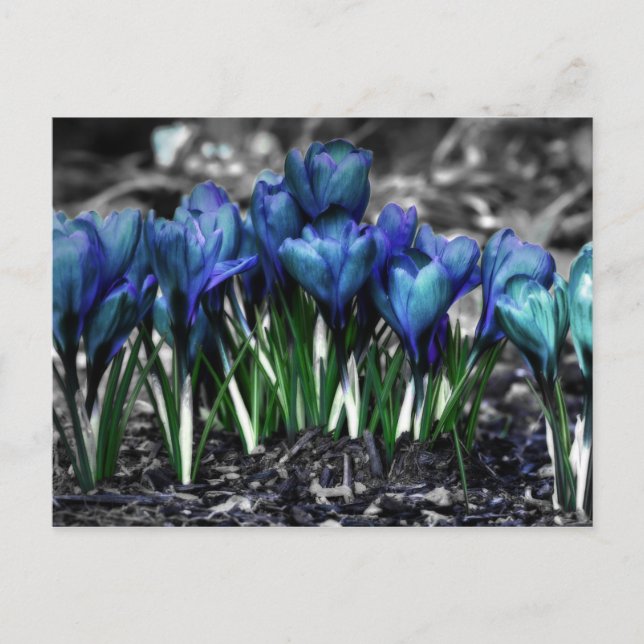 Postal Aqua Blue Crocus Blooms (Anverso)