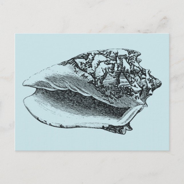 Postal Aqua Conch Shell (Anverso)