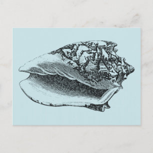 Postal Aqua Conch Shell