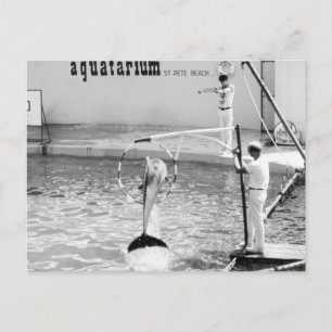 Postal Aquatarium St. Pete Beach Florida, delfín