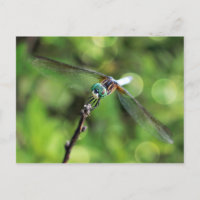 Aquí está mirándote a la libélula