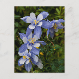 Postal Aquilegia azul de Colorado cerca de Telluride Colo
