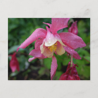 Postal Aquilegia después de la lluvia
