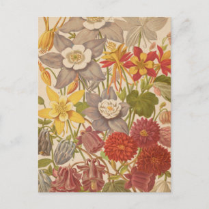 Postal Aquilegia   George Nicholson