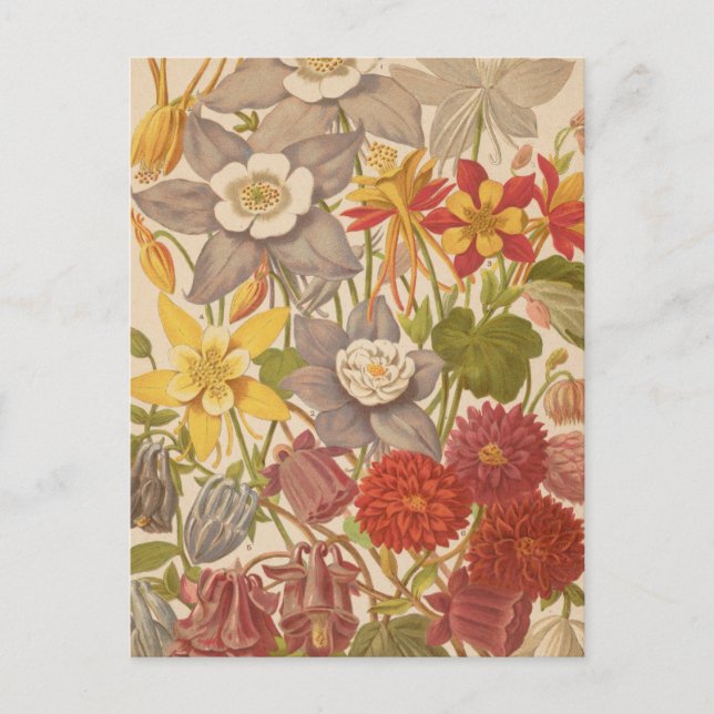 Postal Aquilegia | George Nicholson (Anverso)