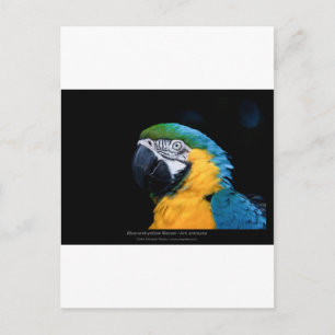 Postal Ara ararauna - Macao azul y amarillo 01