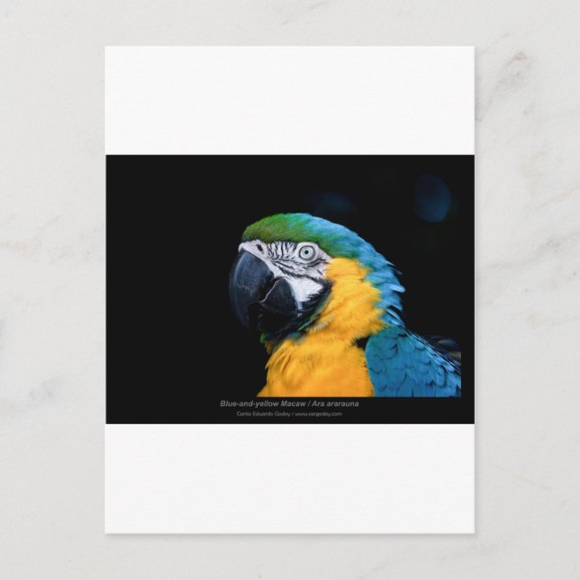 Postal Ara ararauna - Macao azul y amarillo 01 (Anverso)