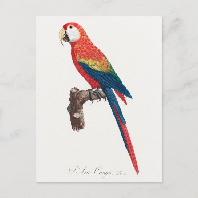 Postal Ara Canga Parrot (Anverso)