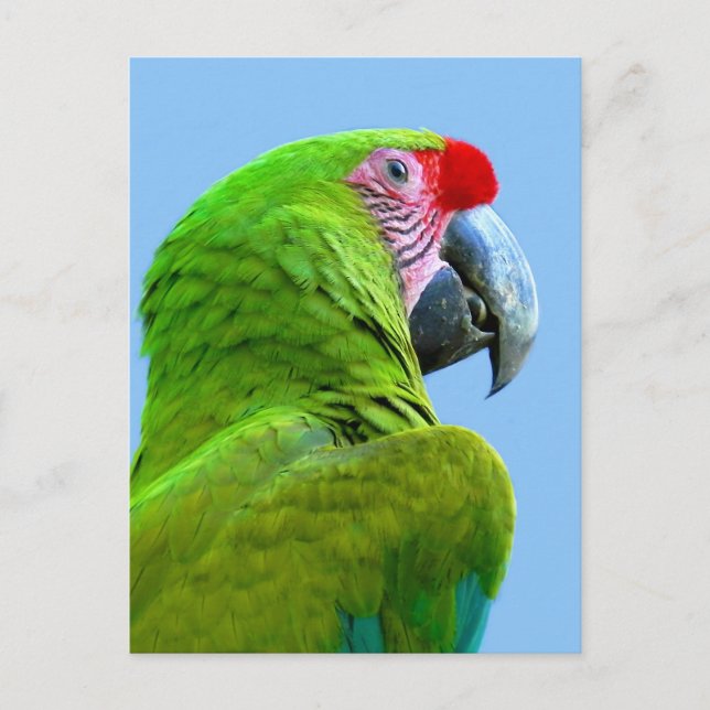Postal Ara Militaris Green Parrot (Anverso)