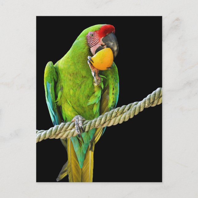Postal Ara Militaris Green Parrot (Anverso)