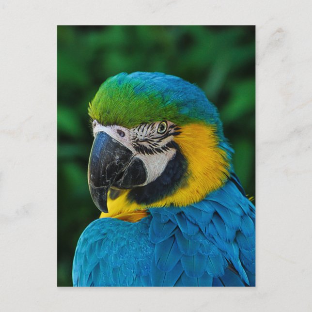 Postal Ara Parrot (Anverso)