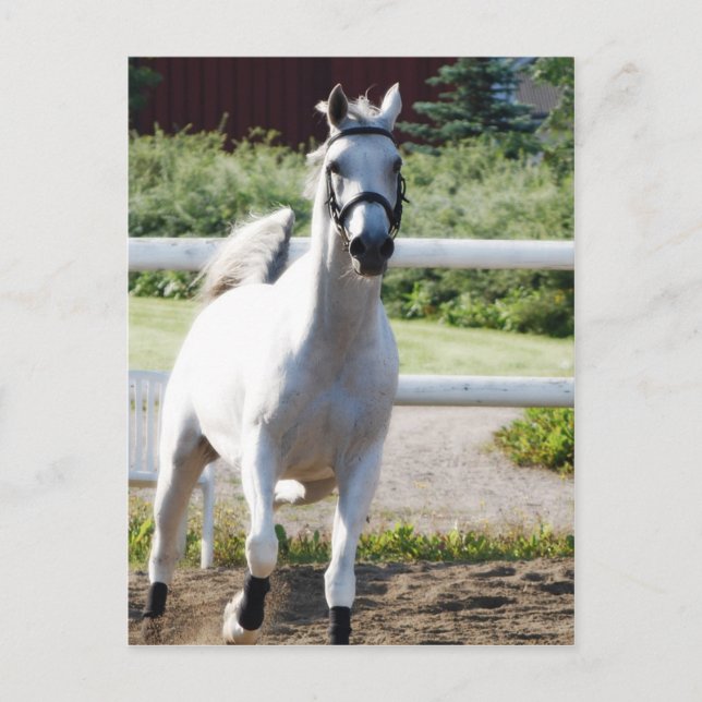 Postal Árabe 2 (Anverso)