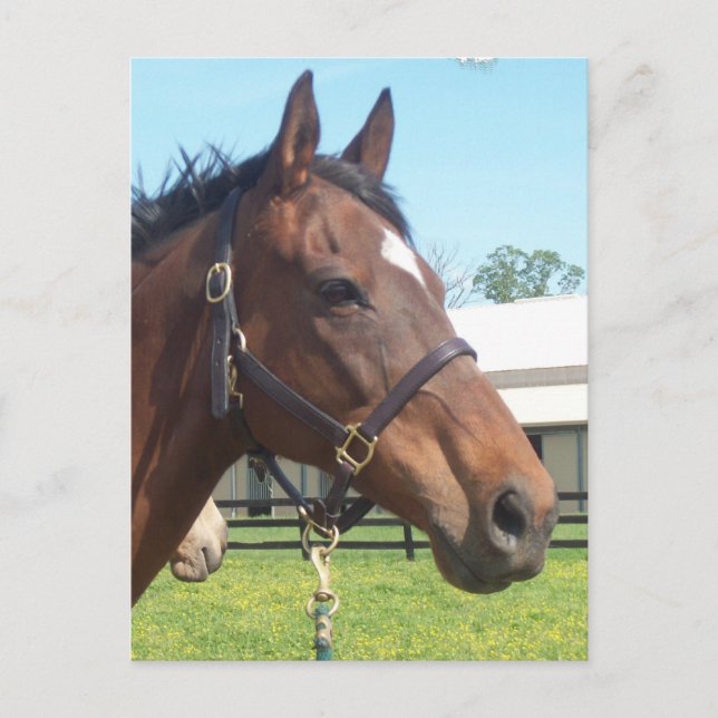 Postal árabe de alerta para caballos (Anverso)