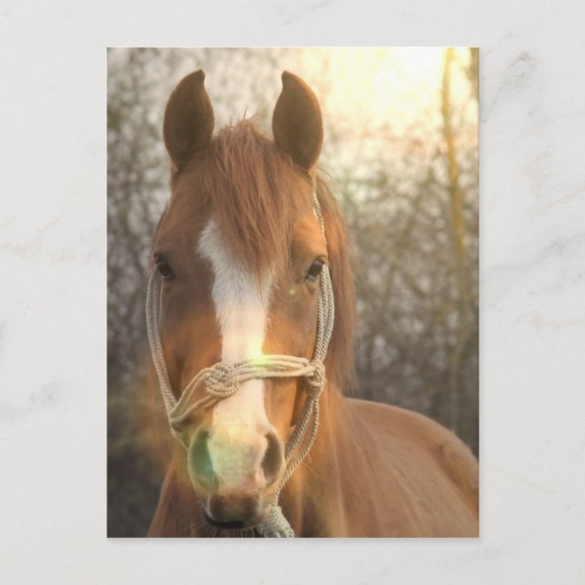 Postal árabe de castaño para caballos (Anverso)