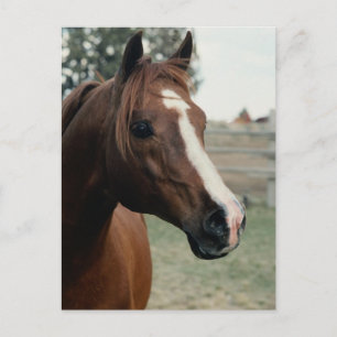 Postal Árabe en Pasture