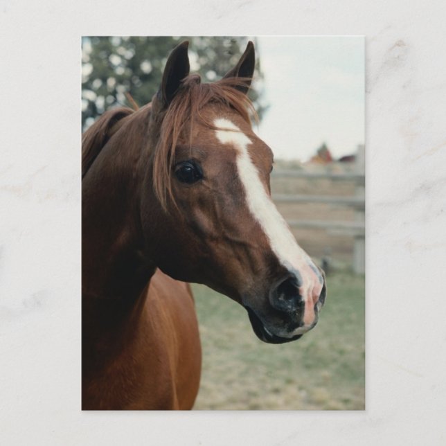 Postal Árabe en Pasture (Anverso)