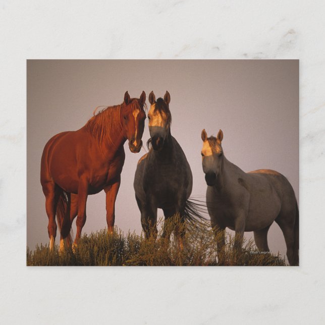 Postal Árabes al atardecer (Anverso)