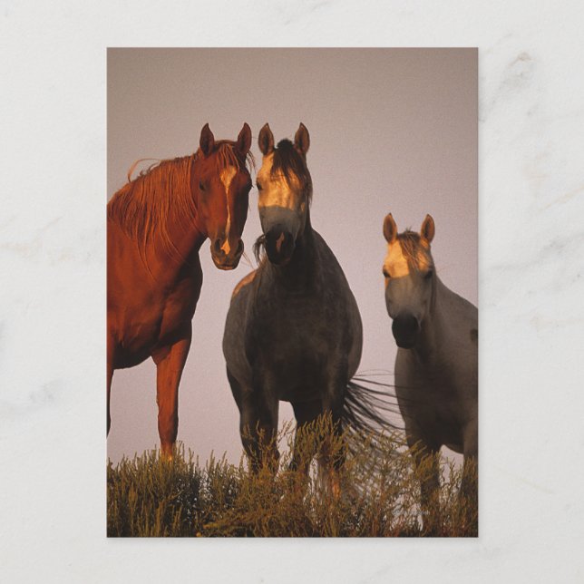 Postal Árabes al atardecer (Anverso)