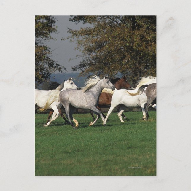 Postal Árabes corriendo en campo (Anverso)