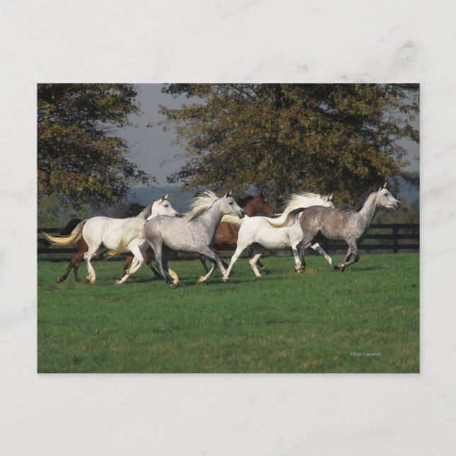 Postal Árabes corriendo en campo (Anverso)